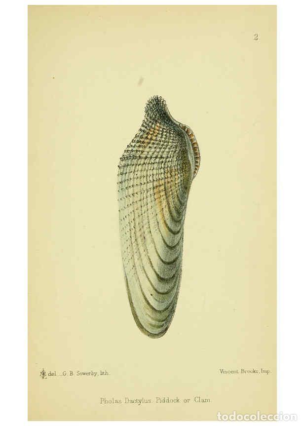 Collezionismo di Riviste e Giornali: Reproducci&oacute;n/Reproduction 5988081622: The edible Mollusca of Great Britain and Ireland London :L. Re