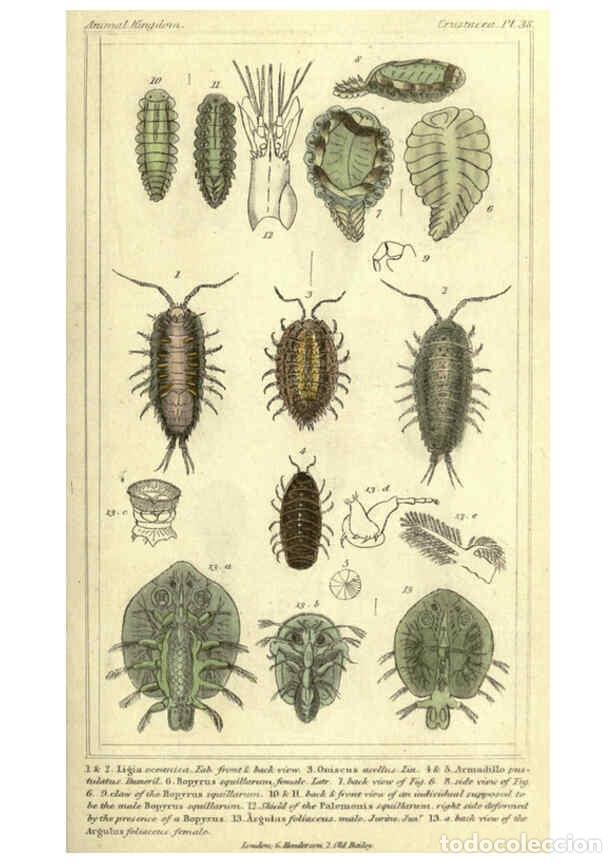 Collezionismo di Riviste e Giornali: Reproducci&oacute;n/Reproduction 5987935758: The animal kingdom, arranged according to its organization Lon