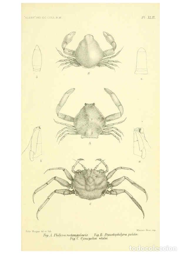 Collezionismo di Riviste e Giornali: Reproducci&oacute;n/Reproduction 5988068284: Report on the zoological collections made in the Indo-Pacific