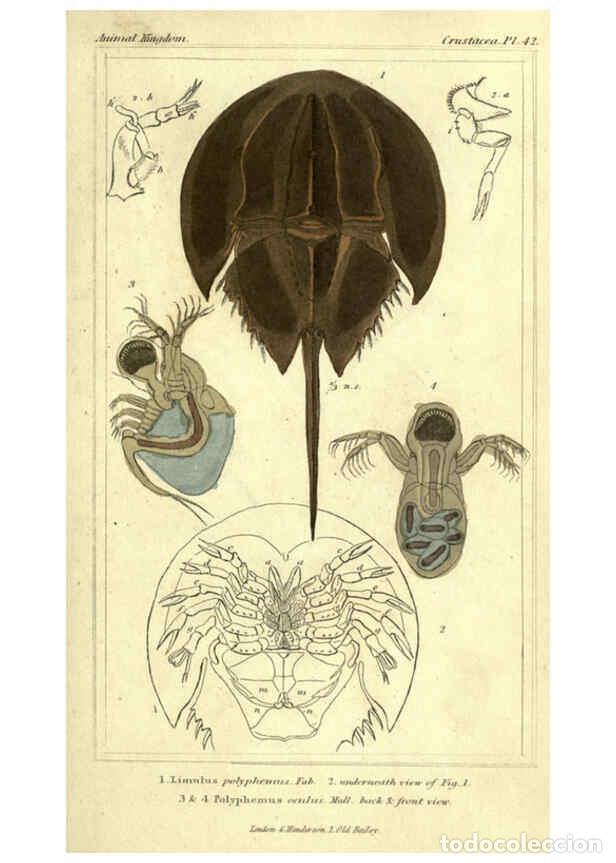 Collezionismo di Riviste e Giornali: Reproducci&oacute;n/Reproduction 5987937854: The animal kingdom, arranged according to its organization Lon