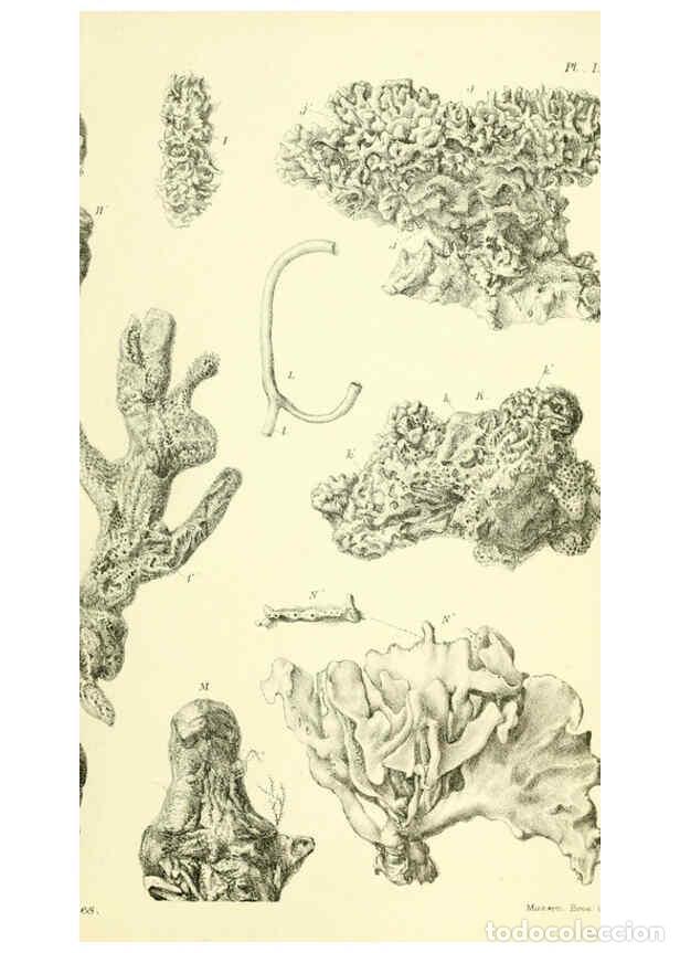 Collezionismo di Riviste e Giornali: Reproducci&oacute;n/Reproduction 5988069672: Report on the zoological collections made in the Indo-Pacific