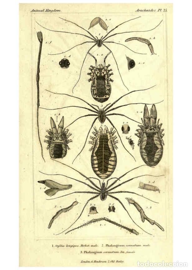 Collezionismo di Riviste e Giornali: Reproducci&oacute;n/Reproduction 5987953444: The animal kingdom, arranged according to its organization Lon