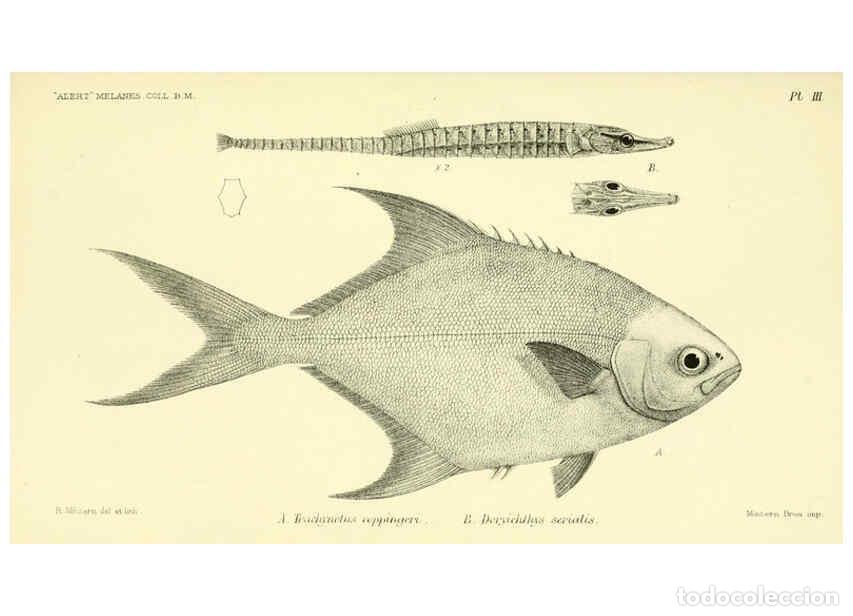 Collezionismo di Riviste e Giornali: Reproducci&oacute;n/Reproduction 5987488983: Report on the zoological collections made in the Indo-Pacific