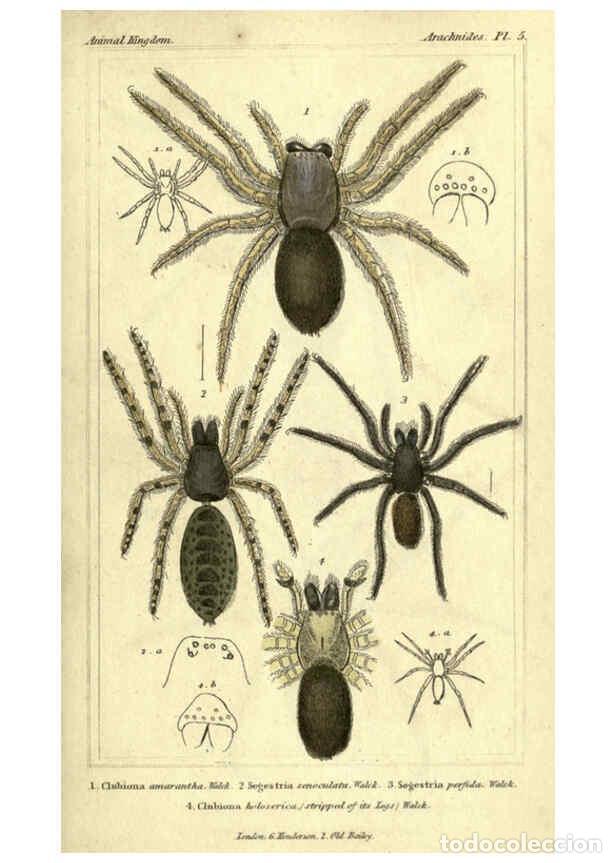 Collezionismo di Riviste e Giornali: Reproducci&oacute;n/Reproduction 5987940288: The animal kingdom, arranged according to its organization Lon