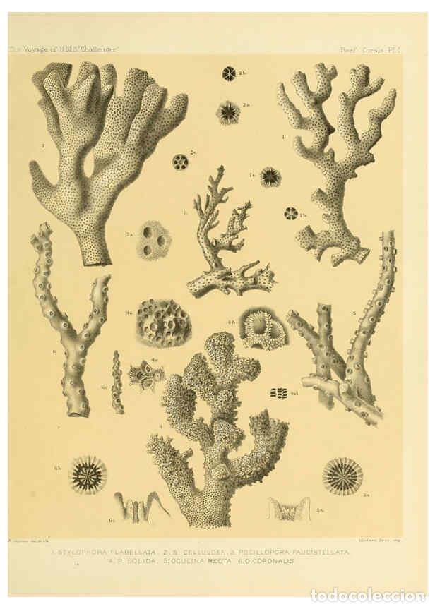 Collezionismo di Riviste e Giornali: Reproducci&oacute;n/Reproduction 5987466033: Report on the reef-corals collected by H.M.S. Challenger durin