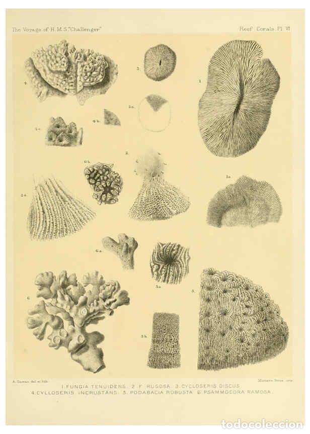Collezionismo di Riviste e Giornali: Reproducci&oacute;n/Reproduction 5988030620: Report on the reef-corals collected by H.M.S. Challenger durin