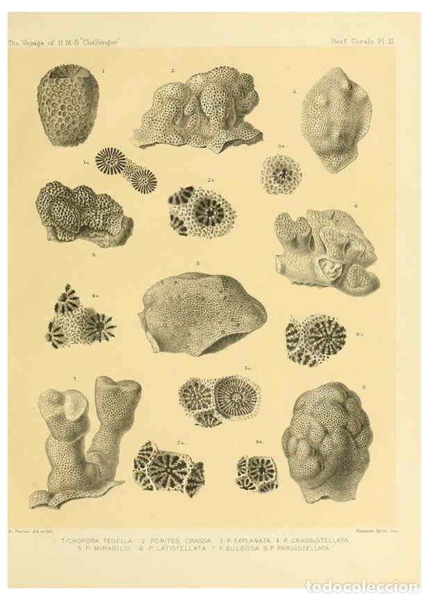 Collezionismo di Riviste e Giornali: Reproducci&oacute;n/Reproduction 5988031694: Report on the reef-corals collected by H.M.S. Challenger durin