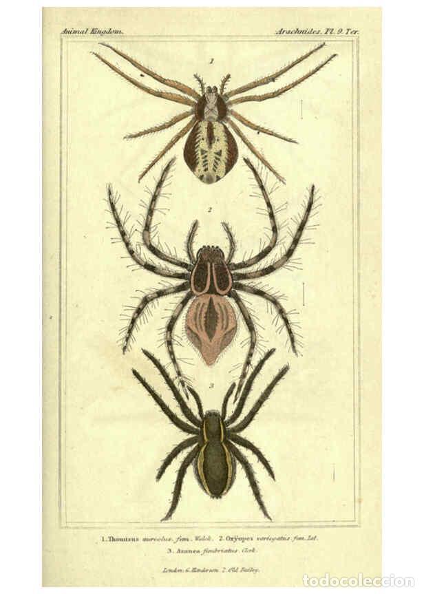 Collezionismo di Riviste e Giornali: Reproducci&oacute;n/Reproduction 5987381425: The animal kingdom, arranged according to its organization Lon