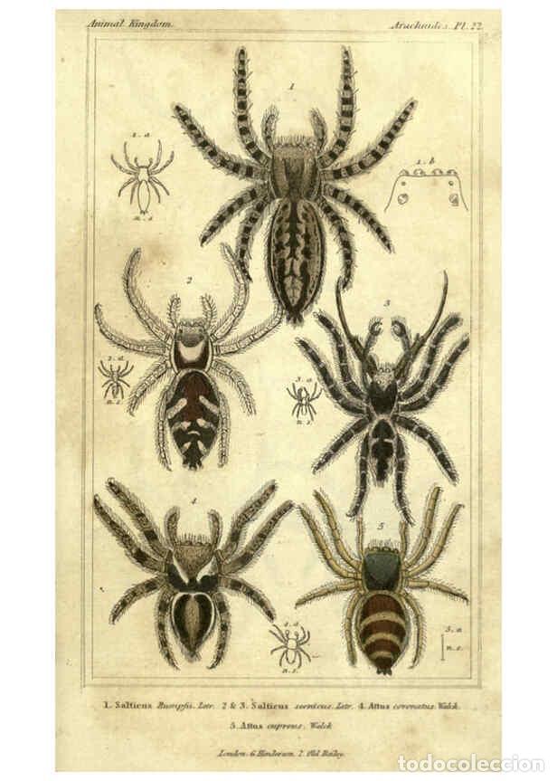 Collezionismo di Riviste e Giornali: Reproducci&oacute;n/Reproduction 5987389945: The animal kingdom, arranged according to its organization Lon