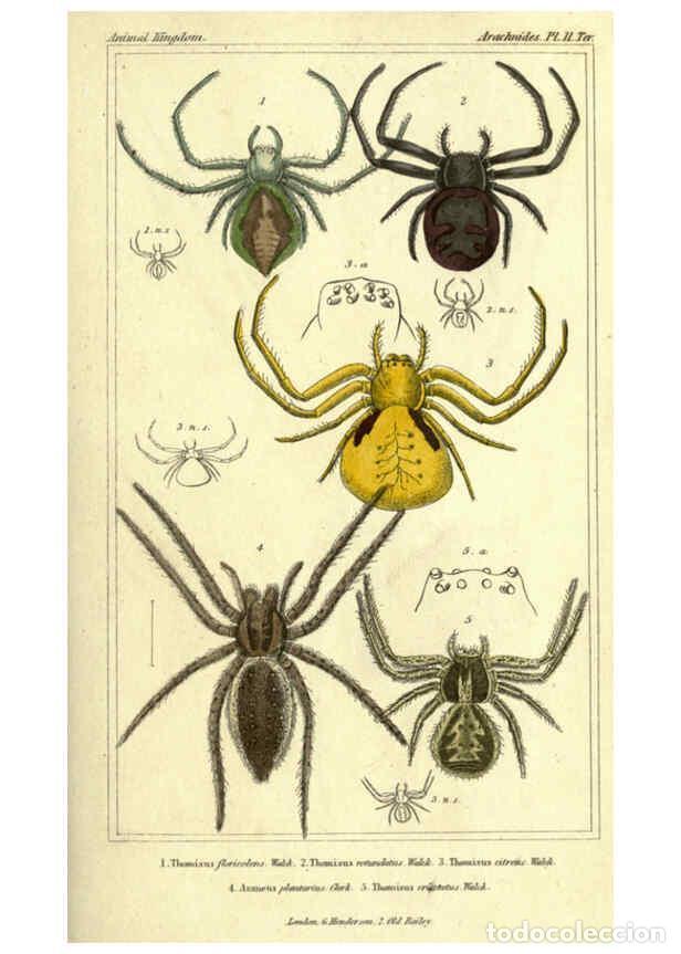 Collezionismo di Riviste e Giornali: Reproducci&oacute;n/Reproduction 5987382757: The animal kingdom, arranged according to its organization Lon