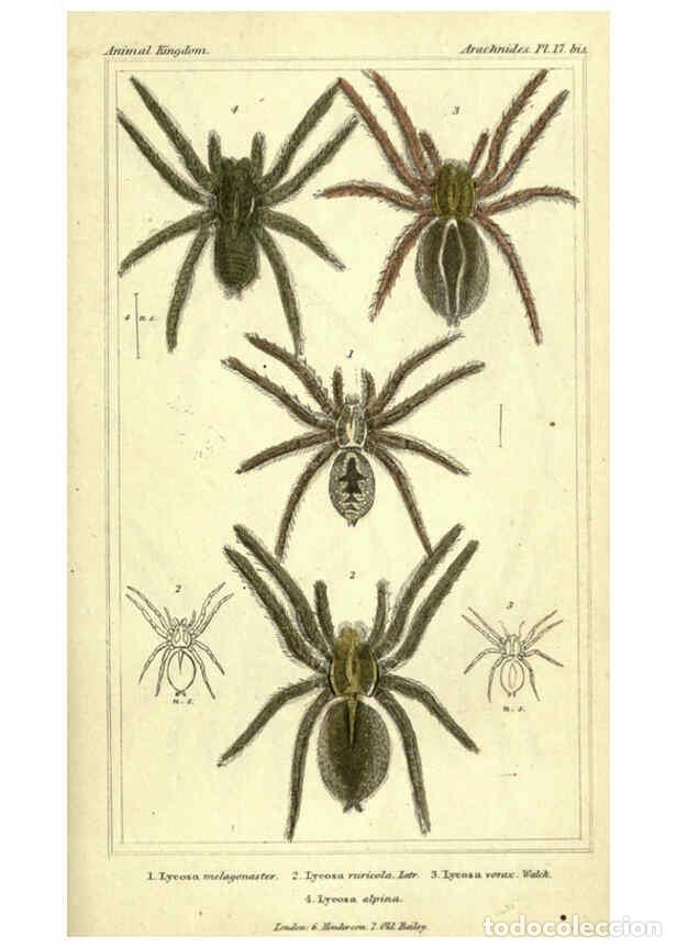 Collectionnisme de Revues et Journaux: Reproducci&oacute;n/Reproduction 5987949328: The animal kingdom, arranged according to its organization Lon