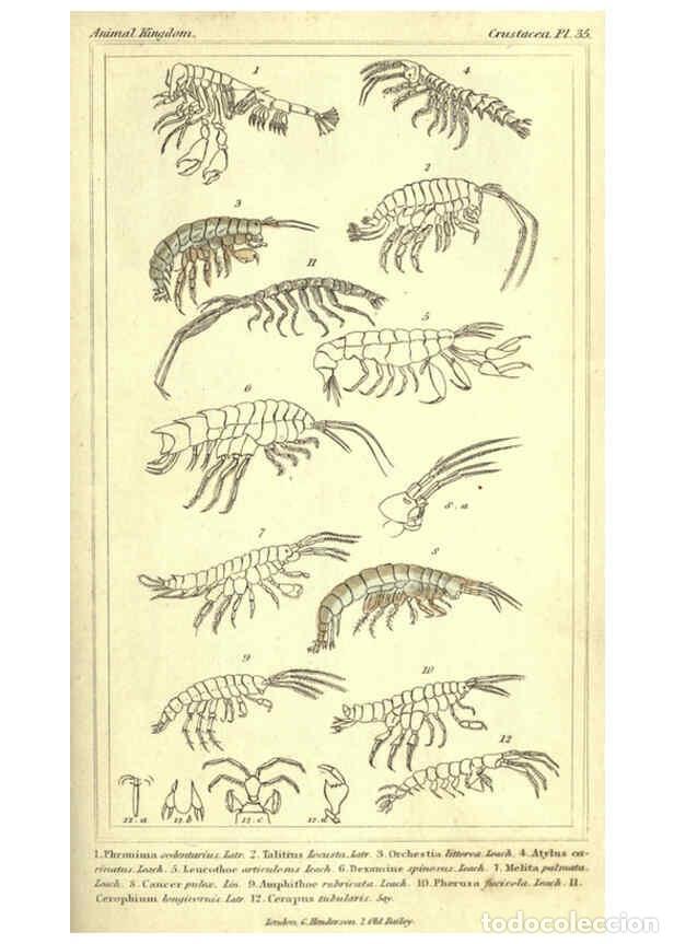 Collectionnisme de Revues et Journaux: Reproducci&oacute;n/Reproduction 5987372211: The animal kingdom, arranged according to its organization Lon