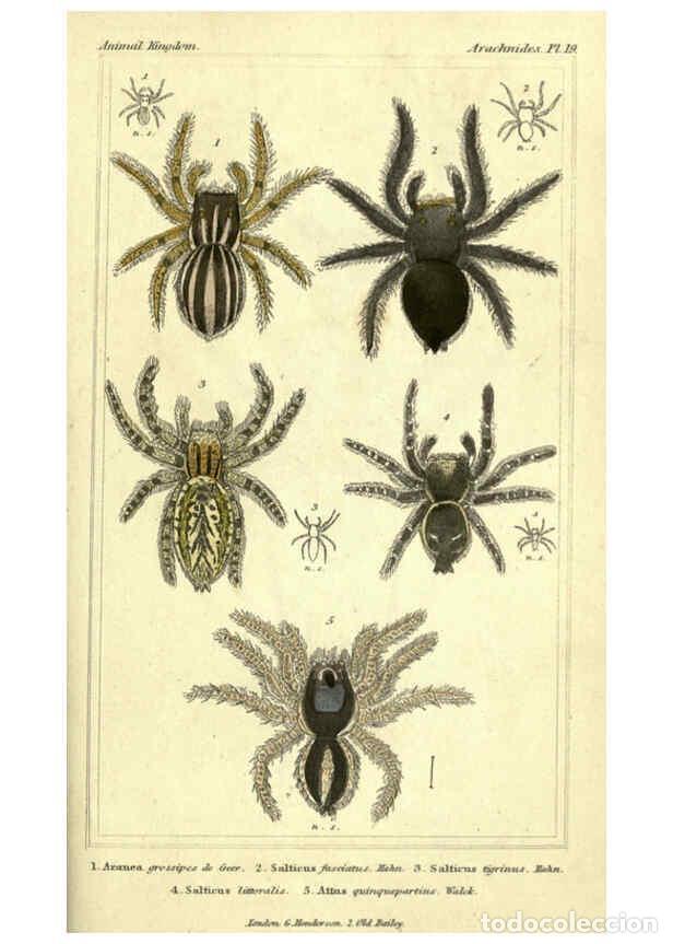 Collectionnisme de Revues et Journaux: Reproducci&oacute;n/Reproduction 5987388991: The animal kingdom, arranged according to its organization Lon