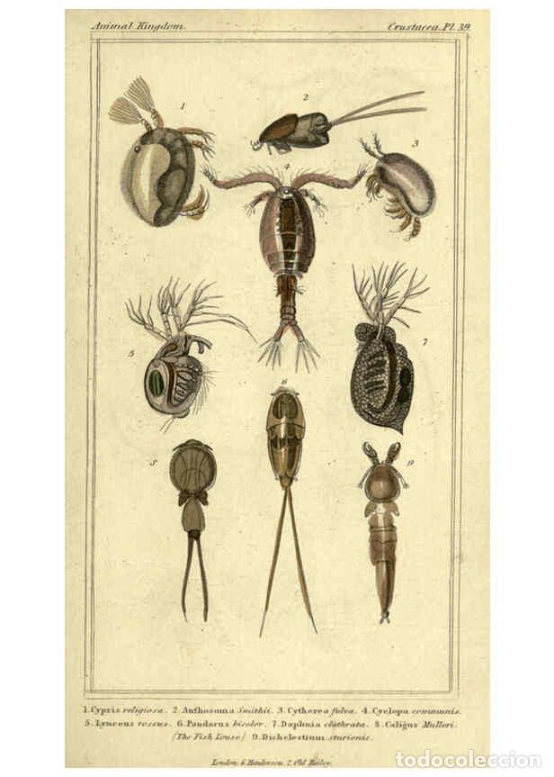 Collectionnisme de Revues et Journaux: Reproducci&oacute;n/Reproduction 5987936106: The animal kingdom, arranged according to its organization Lon