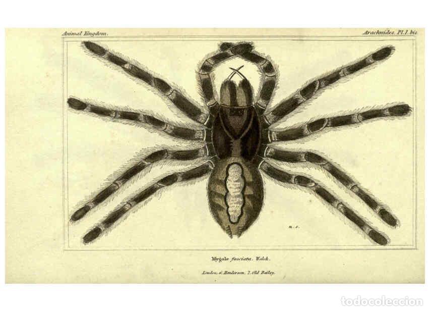 Collezionismo di Riviste e Giornali: Reproducci&oacute;n/Reproduction 5987938372: The animal kingdom, arranged according to its organization Lon