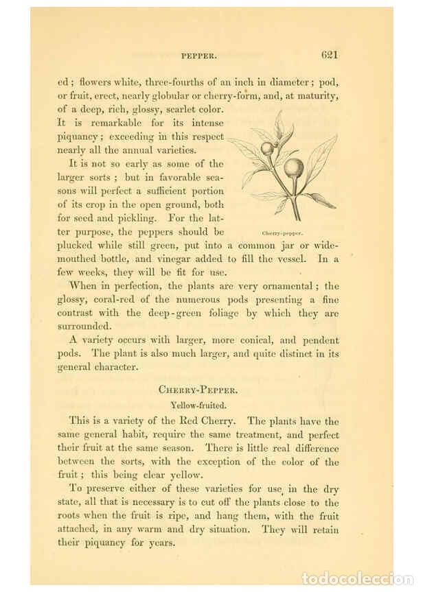 Collezionismo di Riviste e Giornali: Reproducci&oacute;n/Reproduction 6002647412: The field and garden vegetables of America Boston,Crosby and N