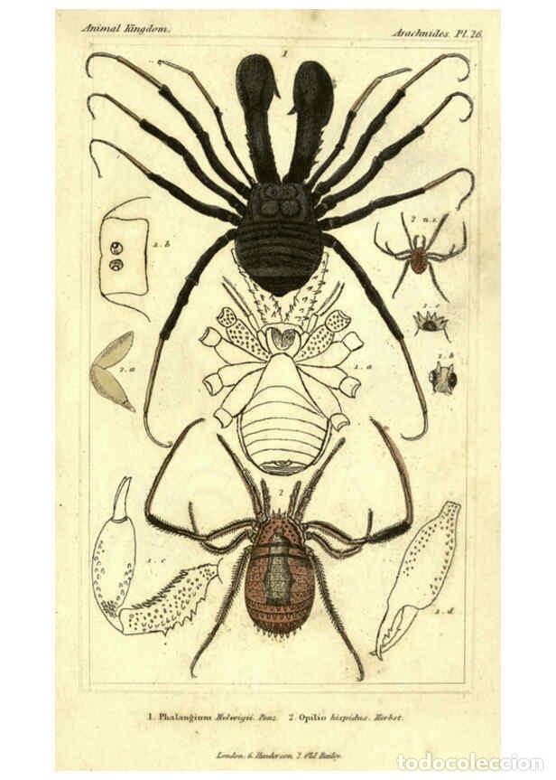 Collezionismo di Riviste e Giornali: Reproducci&oacute;n/Reproduction 5987953834: The animal kingdom, arranged according to its organization Lon