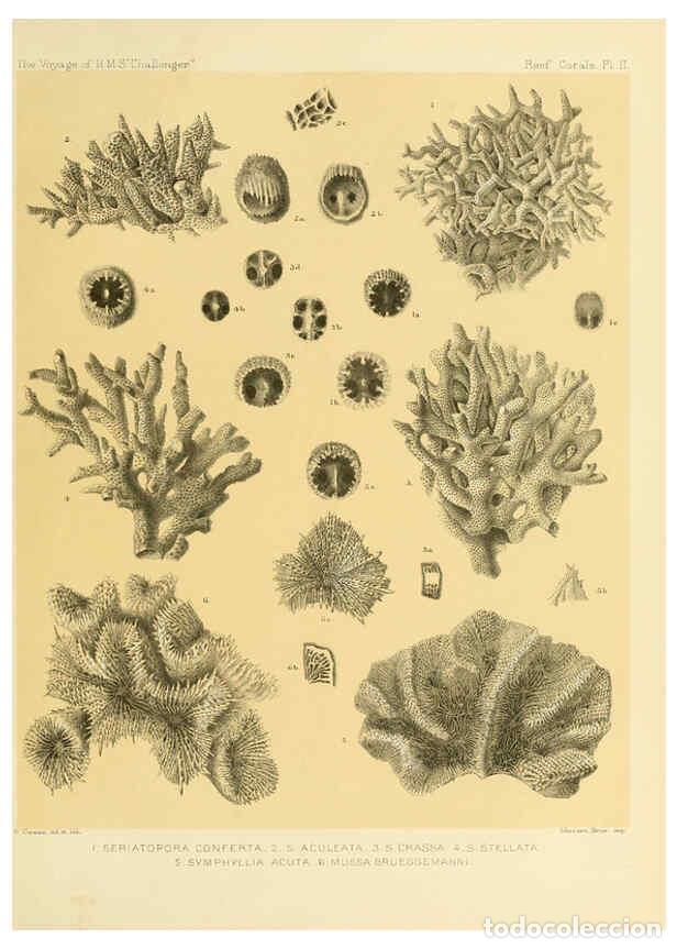Collezionismo di Riviste e Giornali: Reproducci&oacute;n/Reproduction 5988029468: Report on the reef-corals collected by H.M.S. Challenger durin