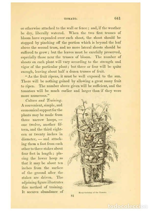 Collezionismo di Riviste e Giornali: Reproducci&oacute;n/Reproduction 6002102041: The field and garden vegetables of America Boston,Crosby and N