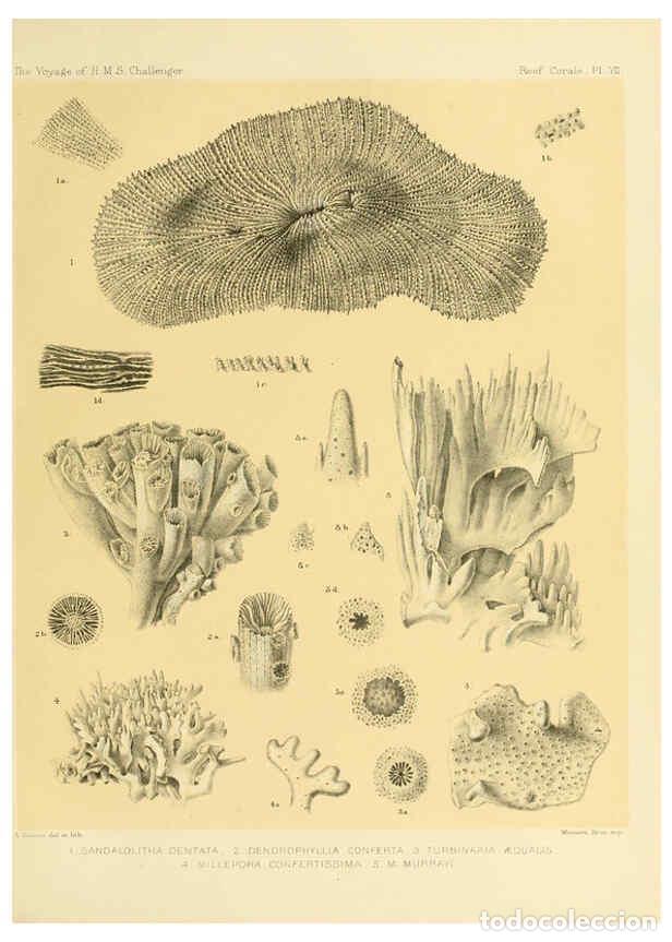 Collezionismo di Riviste e Giornali: Reproducci&oacute;n/Reproduction 5988030820: Report on the reef-corals collected by H.M.S. Challenger durin