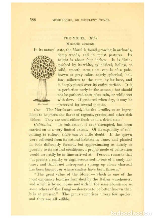 Collezionismo di Riviste e Giornali: Reproducci&oacute;n/Reproduction 6002645308: The field and garden vegetables of America Boston,Crosby and N