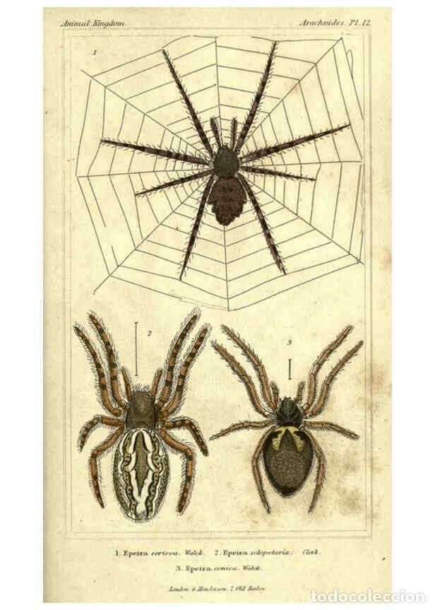 Collezionismo di Riviste e Giornali: Reproducci&oacute;n/Reproduction 5987384239: The animal kingdom, arranged according to its organization Lon