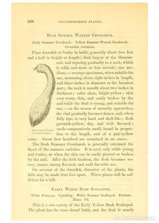 Collezionismo di Riviste e Giornali: Reproducci&oacute;n/Reproduction 6002641890: The field and garden vegetables of America Boston,Crosby and N