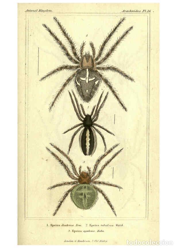 Collezionismo di Riviste e Giornali: Reproducci&oacute;n/Reproduction 5987386093: The animal kingdom, arranged according to its organization Lon