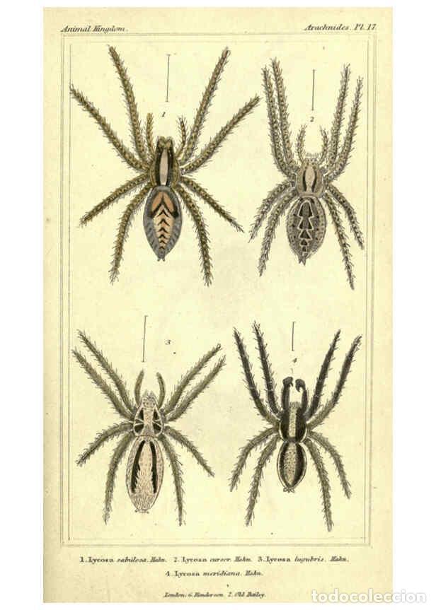 Collezionismo di Riviste e Giornali: Reproducci&oacute;n/Reproduction 5987949784: The animal kingdom, arranged according to its organization Lon