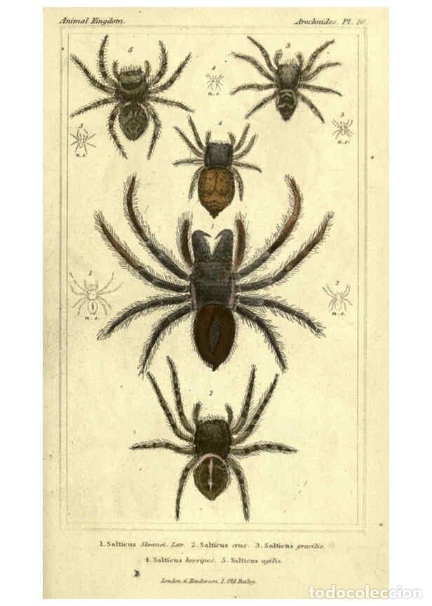 Collezionismo di Riviste e Giornali: Reproducci&oacute;n/Reproduction 5987389251: The animal kingdom, arranged according to its organization Lon