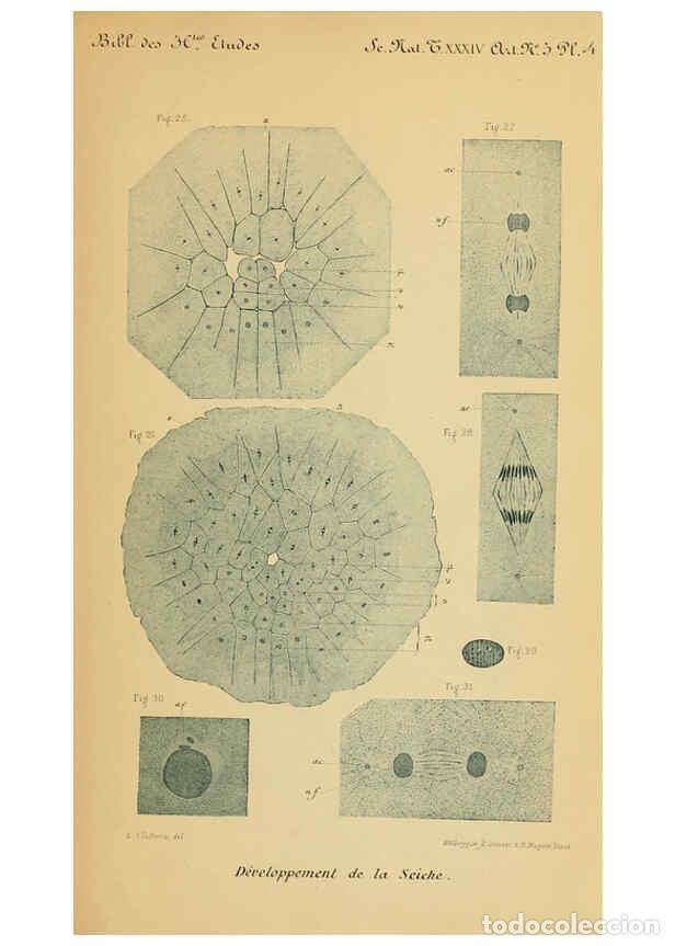 Collezionismo di Riviste e Giornali: Reproducci&oacute;n/Reproduction 6005193316: Recherches sur les premi&egrave;res phases du d&eacute;veloppement de la sei