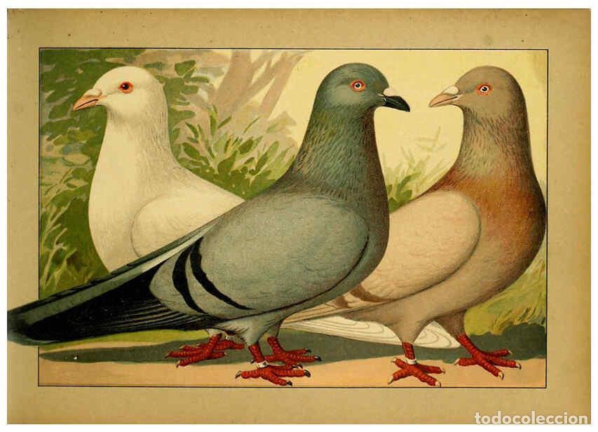 Collezionismo di Riviste e Giornali: Reproducci&oacute;n/Reproduction 6005215436: Illustriertes Prachtwerk s&auml;mtlicher Taubenrassen W&uuml;rzburg,K&ouml;ni