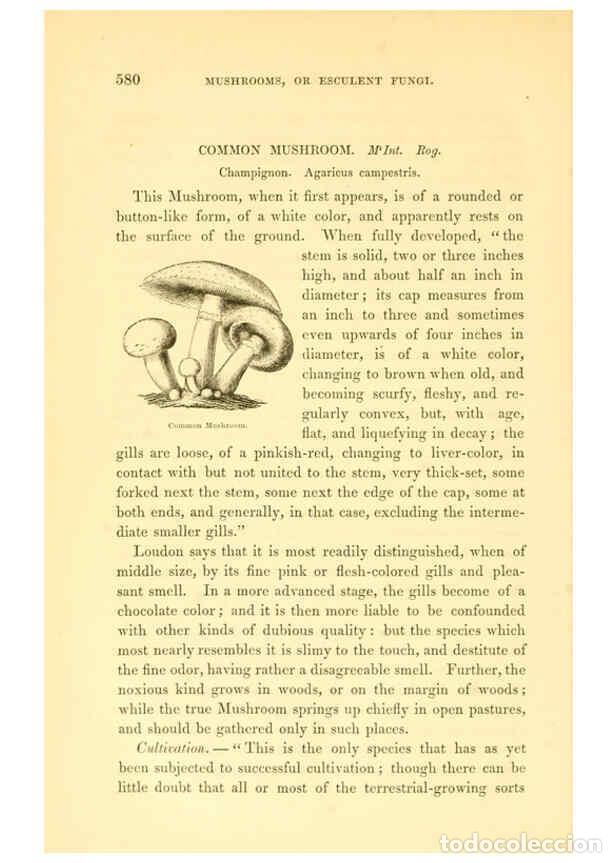 Collezionismo di Riviste e Giornali: Reproducci&oacute;n/Reproduction 6002644946: The field and garden vegetables of America Boston,Crosby and N