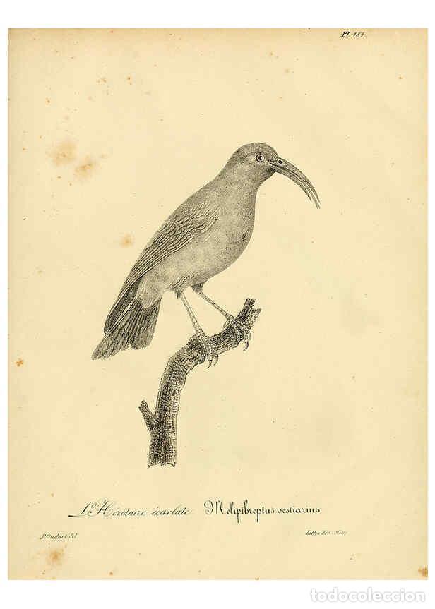 Collezionismo di Riviste e Giornali: Reproducci&oacute;n/Reproduction 6002510526: La galerie des oiseaux Paris :Carpentier-M&eacute;ricourt,1834 - Loui