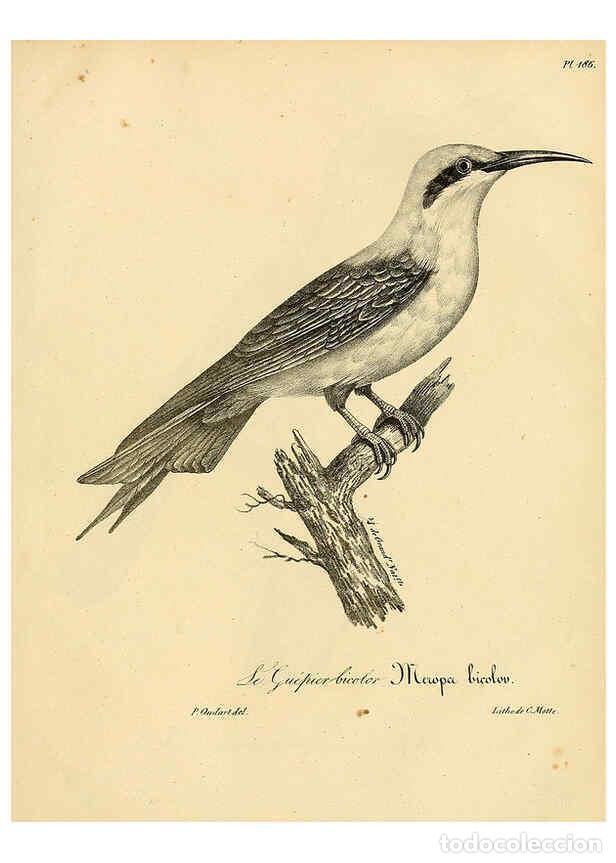 Collezionismo di Riviste e Giornali: Reproducci&oacute;n/Reproduction 6001964439: La galerie des oiseaux Paris :Carpentier-M&eacute;ricourt,1834 - Loui