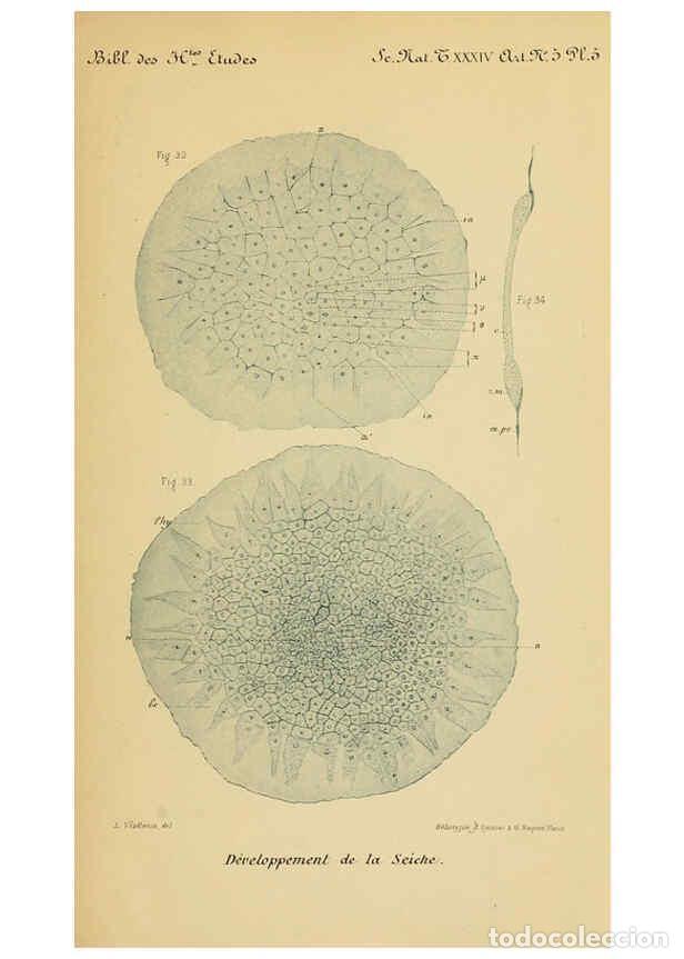 Collezionismo di Riviste e Giornali: Reproducci&oacute;n/Reproduction 6004647453: Recherches sur les premi&egrave;res phases du d&eacute;veloppement de la sei