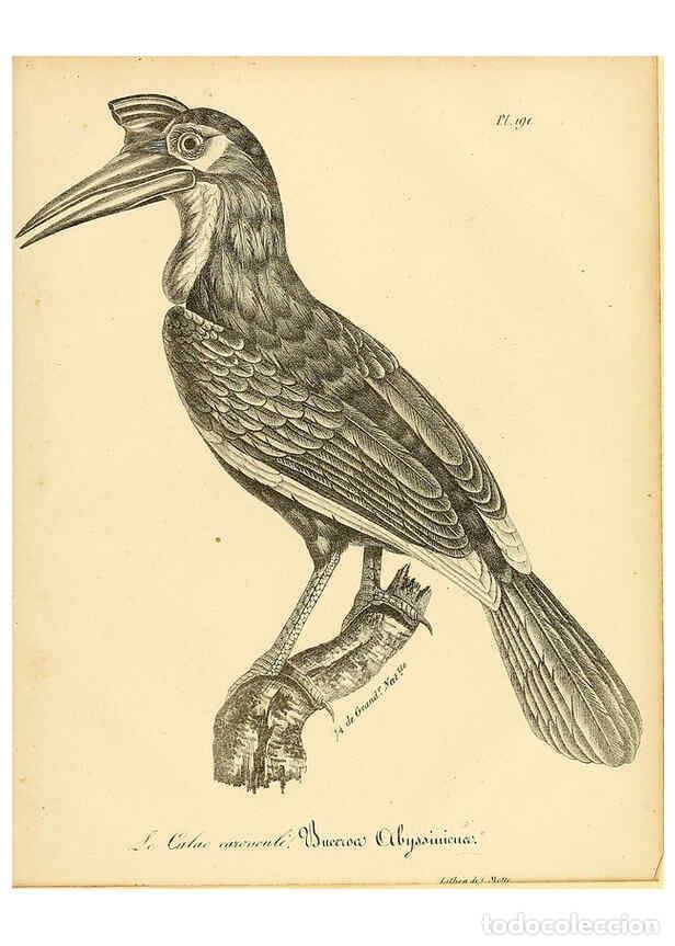 Collezionismo di Riviste e Giornali: Reproducci&oacute;n/Reproduction 6001966287: La galerie des oiseaux Paris :Carpentier-M&eacute;ricourt,1834 - Loui