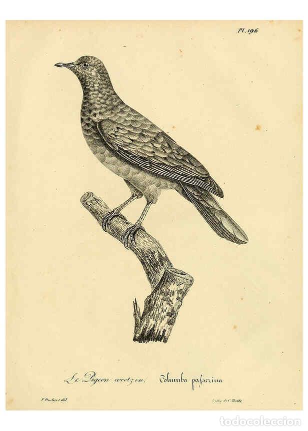 Collezionismo di Riviste e Giornali: Reproducci&oacute;n/Reproduction 6001967929: La galerie des oiseaux Paris :Carpentier-M&eacute;ricourt,1834 - Loui