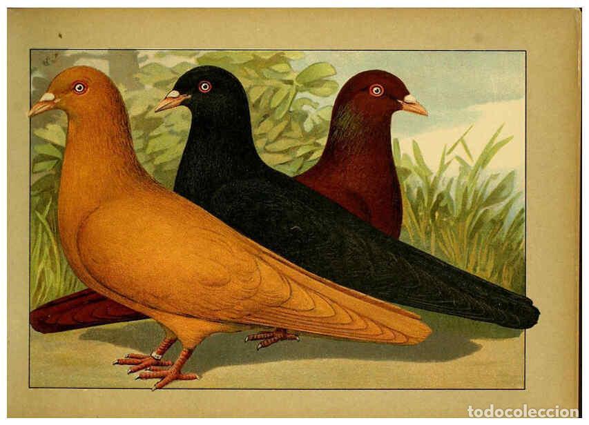 Collezionismo di Riviste e Giornali: Reproducci&oacute;n/Reproduction 6005215634: Illustriertes Prachtwerk s&auml;mtlicher Taubenrassen W&uuml;rzburg,K&ouml;ni