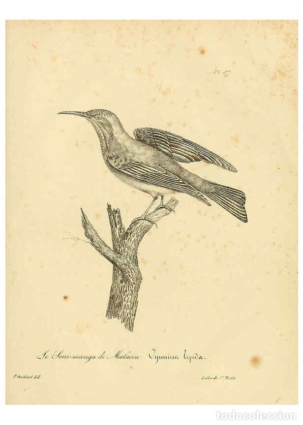 Collezionismo di Riviste e Giornali: Reproducci&oacute;n/Reproduction 6001961771: La galerie des oiseaux Paris :Carpentier-M&eacute;ricourt,1834 - Loui