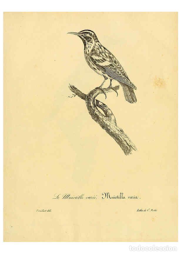 Collezionismo di Riviste e Giornali: Reproducci&oacute;n/Reproduction 6001959381: La galerie des oiseaux Paris :Carpentier-M&eacute;ricourt,1834 - Loui