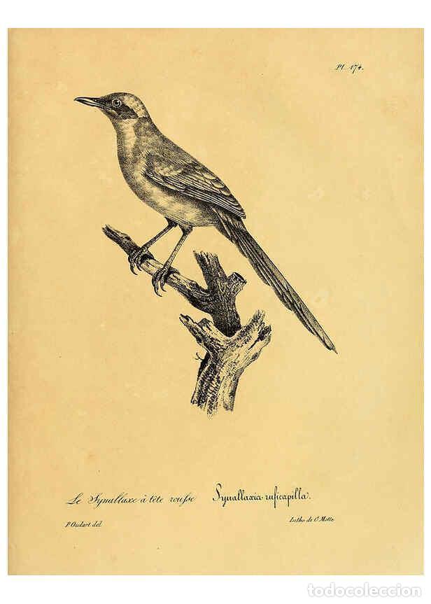 Collezionismo di Riviste e Giornali: Reproducci&oacute;n/Reproduction 6001960991: La galerie des oiseaux Paris :Carpentier-M&eacute;ricourt,1834 - Loui