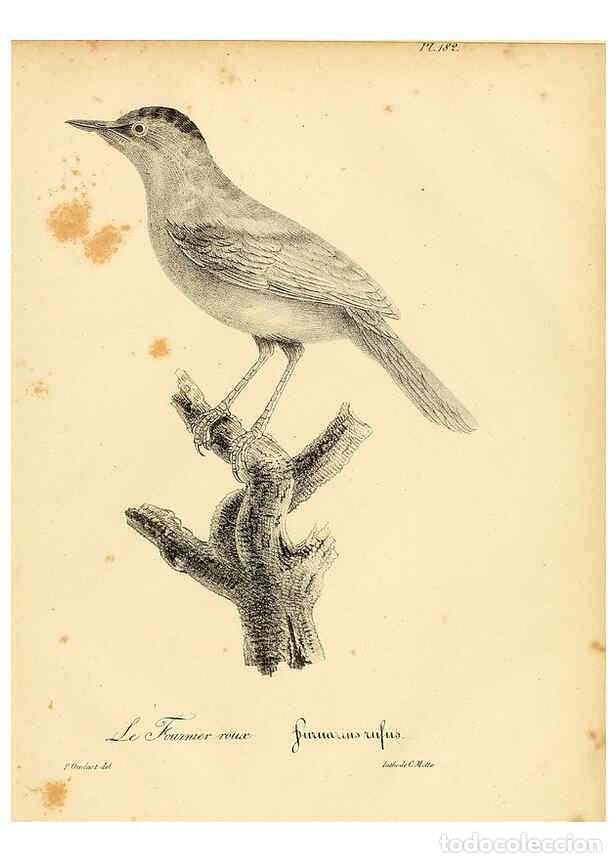 Collezionismo di Riviste e Giornali: Reproducci&oacute;n/Reproduction 6001963143: La galerie des oiseaux Paris :Carpentier-M&eacute;ricourt,1834 - Loui