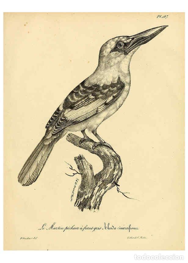 Collezionismo di Riviste e Giornali: Reproducci&oacute;n/Reproduction 6001964835: La galerie des oiseaux Paris :Carpentier-M&eacute;ricourt,1834 - Loui