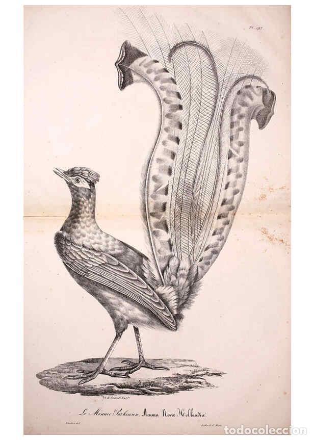 Collezionismo di Riviste e Giornali: Reproducci&oacute;n/Reproduction 6001966543: La galerie des oiseaux Paris :Carpentier-M&eacute;ricourt,1834 - Loui