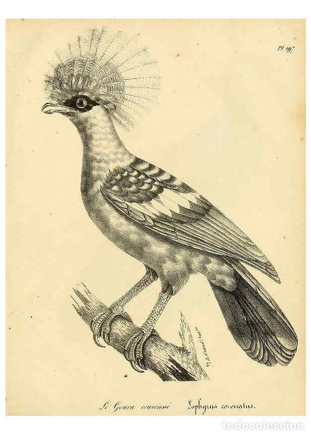 Collezionismo di Riviste e Giornali: Reproducci&oacute;n/Reproduction 6001968291: La galerie des oiseaux Paris :Carpentier-M&eacute;ricourt,1834 - Loui