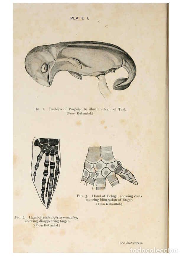 Collezionismo di Riviste e Giornali: Reproducci&oacute;n/Reproduction 6002552624: A book of whales London,J. Murray;1900 - F.E. Beddard