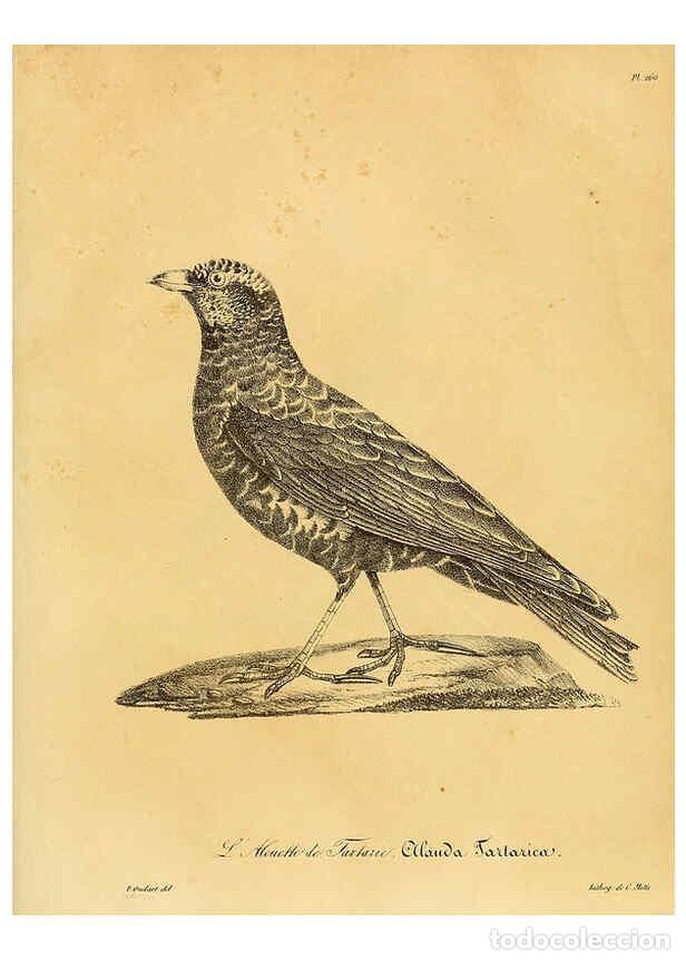 Collezionismo di Riviste e Giornali: Reproducci&oacute;n/Reproduction 6001956395: La galerie des oiseaux Paris :Carpentier-M&eacute;ricourt,1834 - Loui