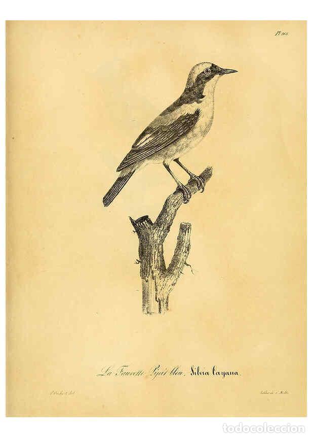 Collezionismo di Riviste e Giornali: Reproducci&oacute;n/Reproduction 6001958163: La galerie des oiseaux Paris :Carpentier-M&eacute;ricourt,1834 - Loui