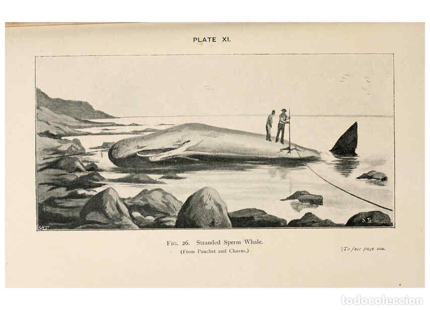 Collezionismo di Riviste e Giornali: Reproducci&oacute;n/Reproduction 6002009299: A book of whales London,J. Murray;1900 - F.E. Beddard